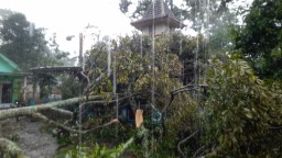 Angin Puting Beliung Terjang Sumberjambe Jember, 22 Rumah Roboh dan Banyak Pohon Tumbang