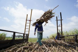 Jadi Produsen Gula Terbesar, PTPN Group Ulangi Sejarah Kejayaan Satu Abad Industri Gula Indonesia