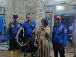 Warga Jember Dikagetkan Ular King Kobra Masuk ke Rumah Saat Sahur, Petugas Damkar Gercep Melakukan Evakuasi