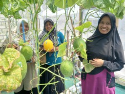Dukung Ketahanan Pangan, Emak-Emak RW 2 Desa Sukomulyo Bersama PT Smelting Panen Melon
