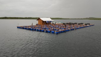 Pulau Saobi Sumenep Jadi Incaran Investasi Budidaya Lobster