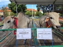 Presiden Prabowo, Gubernur Khofifah, dan Wagub Emil Berkurban Sapi Lokal PO di Masjid Al Akbar Surabaya