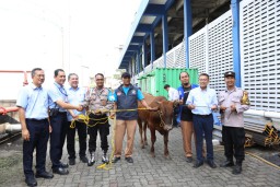 Bogasari Rayakan Iduladha 1446 H dengan Berbagi 66 Hewan Kurban