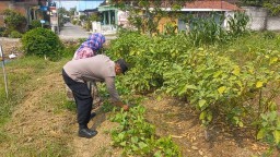 Dukung Ketahanan Pangan, Polsek Cerme Tinjau Tanaman Sawi dan Terong di Pekarangan Warga