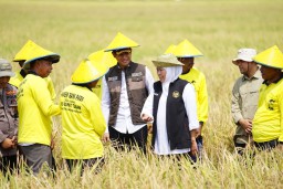 Produksi Padi Jatim Januari-Juli 2025 Diprediksi Capai Nyaris 9 Juta Ton GKP, Gubernur Khofifah Optimis Kedaulatan Pangan