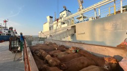 Komitmen Layanan Livestock Pelindo Kawal Ketahanan Pangan Nasional