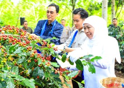 Panen Raya Kopi Bersama Wapres Gibran di Bondowoso, Gubernur Khofifah Kenalkan Strategi Communal Branding untuk Penuhi Pasar Ekspor