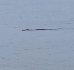 Video Buaya Muara Hebohkan Warga Sampang, Damkar Imbau Waspada