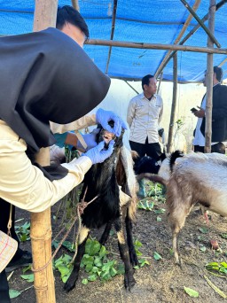Pastikan Hewan Kurban Sehat dan Halal, Pemkab Lamongan Gencarkan Pemeriksaan Jelang Idul Adha