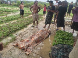 Disambar Petir, Petani Sampang Tewas di Sawah