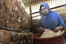 Perempuan Baringin Panen Cuan dari Jamur Tiram Berkat Dukungan SIG