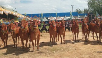 Sapi Sonok, Perpaduan Tradisi dan Estetika di Sumenep
