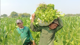 Penetapan Harga Tembakau Molor, Petani Menjerit karena Harga Anjlok