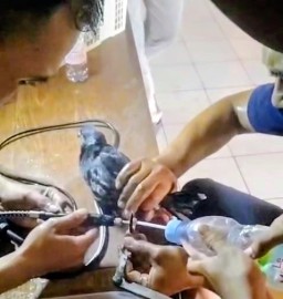 Bukan Hanya Manusia, Burung Merpati Pun Diselamatkan oleh Damkar Gresik