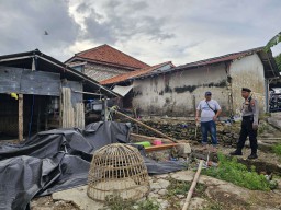 Polres Pamekasan Gerebek Judi Sabung Ayam di Blaban, 12 Orang Diamankan