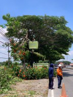 Hadapi Cuaca Ekstrem, DLH Lamongan Pangkas Pohon Rawan Tumbang Demi Keselamatan Warga