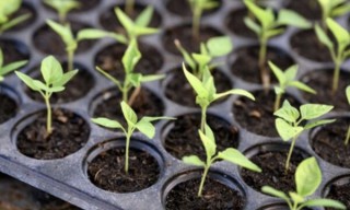 Dorong Kemandirian Pangan, Pemkab Bojonegoro Salurkan Bibit Cabai ke Petani Sukorejo