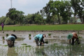 Petani Diminta Segera Tebus Saat Musim Tanam Dimulai