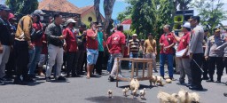 Kerap 'Diganggu' APH, Peternak Ayam Lamongan Berunjukrasa