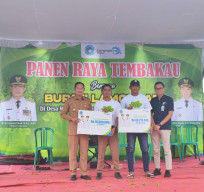 Panen Raya Tembakau Lamongan Saat Kemarau Basah, BPJS Ketenagakerjaan Beri Perlindungan Puluhan Ribu Petani