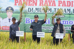 Panen Raya Ketiga di Lamongan Tembus Harga Tinggi, Kabupaten Lamongan Jadi Juara Produksi Padi.