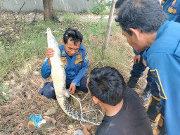 Heboh Buaya Kecil Tersangkut Perangkap Biawak di Manyar, Dievakuasi Petugas Damkar Gresik
