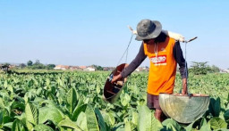Harga Tak Pasti, Petani Sumenep Mulai Tinggalkan Tembakau