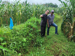 Komisi B dan C DPRD Jember Sidak Perumahan Rengganis 2, Telusuri Dugaan Penutupan Saluran Irigasi