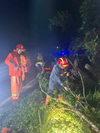 Pohon Londo Tumbang Akibat Angin Kencang, Akses Jalan Nasional di Sampang Sempat Terputus