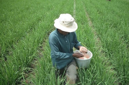 Realisasi Pupuk Bersubsidi di Bojonegoro Capai Nyaris 100%, NPK Phonska Memimpin
