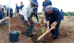 Dari Kebun ke Industri, PTPN I Bangun Ekosistem Kelapa di Banyuwangi