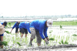 Dukung Swasembada Pangan Nasional, Luas Tambah Tanam di Lamongan Lampaui Target