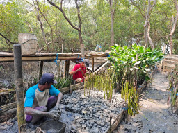 TPS Kembangkan 10.000 Bibit Mangrove untuk Perkuat Ekosistem Pesisir Surabaya