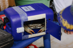 PTFI Dorong Kemandirian Nelayan Gresik Lewat Pelatihan Apartemen Kepiting