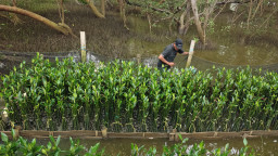 TPS Berdayakan Petani Mangrove untuk Perkuat Restorasi Pesisir Surabaya
