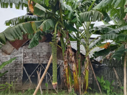 HEBOH! Pohon Pisang Bertandan 2,2 Meter Gegerkan Warga Lamongan, Hampir Menyentuh Tanah