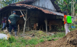 Respons Cepat Temuan PMK di Kedewan, Disnakkan Bojonegoro Terjunkan Tim Reaksi Cepat