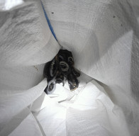 Siswa Madrasah di Gresik Kaget Ada Belasan Anakan Ular Kobra di Sekolah, Petugas Damkar Sigap Evakuasi