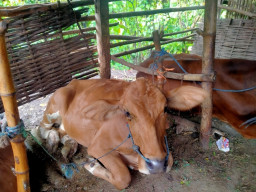 Dinas Pertanian Sampang Imbau Peternak Sapi Jaga Kebersihan Kandang, Cegah Datangnya Penyakit