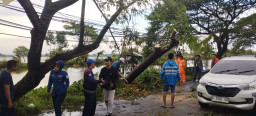 Angin Kencang Disertai Hujan Deras Robohkan 4 Pohon di Kecamatan Deket Lamongan