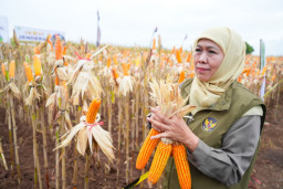 Wujudkan Kedaulatan Pangan, Gubernur Khofifah Bersama Kapolda dan HKTI Panen Jagung di Banyuwangi