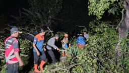 Angin Kencang Terjang Jember Selatan, 51 Pohon Tumbang dan Gudang Tembakau Roboh Timpa Rumah Warga
