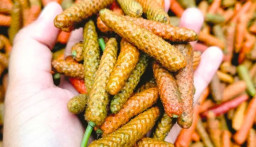 Cabe Jamu Sumenep Masuk Daftar Indikasi Geografis, Pemkab Kantongi Pencatatan KIK