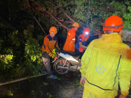 Pengendara Motor Tertimpa Pohon Akibat Terjangan Angin Kencang di Jember