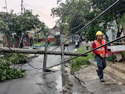 Hujan Deras dan Angin Kencang Terjang Jember: Belasan Pohon Tumbang, Listrik Padam Total