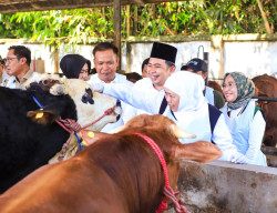 Jelang Iduladha 1447 H, Gubernur Khofifah Pastikan Stok Hewan Kurban di Jatim Surplus dan Sehat