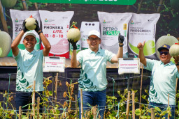 Program Pestani Petrokimia Gresik Dongkrak Hasil Panen Melon Pantura hingga 10 Persen