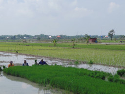 Ribuan Hektare Sawah di Bojonegoro Terancam Kekeringan, 92 Desa Masuk Peta Rawan