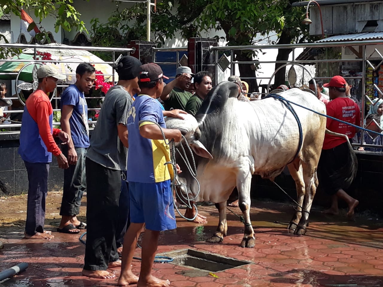 Desa Tunggul Lamongan Distribusikan 187 Hewan Kurban