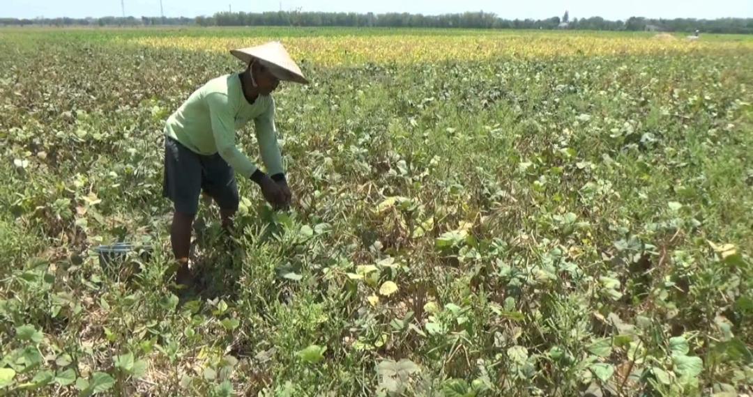 Panen Kacang Hijau di Bojonegoro Melimpah, Rp 12 Ribu/Kg